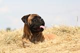 BULLMASTIFF 283